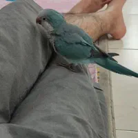 طوطی راهب ابی گمشده