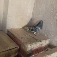 کفتر  سرور قیمت هر کدام1500 6تا هستش نرو ماده