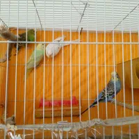 دو جفت مرغ عشق به فروش میرسد