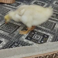 جوجه غاز چینی