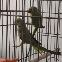 فروش یک جفت طوطی ملنگو نر ماده