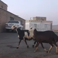 بره قوچ افشاری اصیل|حیوانات مزرعه|زند, |دیوار