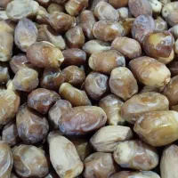 فروش قصب تازه (امسال)