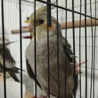 پرنده عروس هلندی|پرنده|چالوس, |دیوار