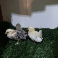 فروش ویژه جوجه های خاص|حیوانات مزرعه|قم, بوستان جوان|دیوار