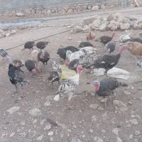 بوقلمون|حیوانات مزرعه|اندیمشک, |دیوار