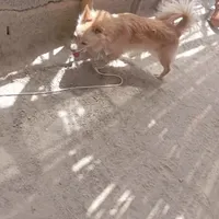 سگ جوان وبازی گوش