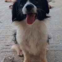 سگ گمشده