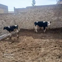 دو راس گوساله سمینتال هلشتاین نر