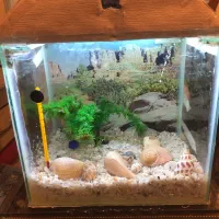 اکواریوم کامل اماده|ماهی|تهران, زعفرانیه|دیوار