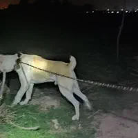 واگذاری سگ آلابای