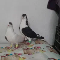 کفت شهری خوشرنگ و چپ