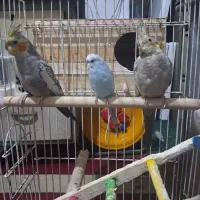 یه جفت عروس هلندی ویک عدد مرغ عشق|پرنده|تهران, زرگنده|دیوار