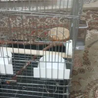 دوتا عروس هلندی باقفس|پرنده|تهران, هفده شهریور|دیوار