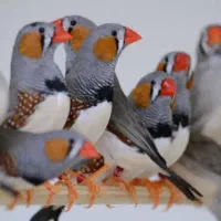 فروش پرنده فنچ زبرا(بامناسبت ترین هزینه ممکن)