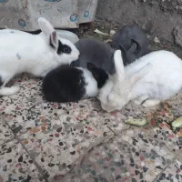 حیوانات خانگی|موش و خرگوش|شوش, |دیوار