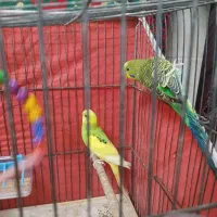 چهارتا مرغ عشق|پرنده|قم, شاه ابراهیم|دیوار