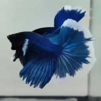 فایتر هافمون خیلی درشت|ماهی|اسلام‌شهر, شهرک مفیدی|دیوار