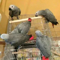 تخم نطفه دار کاسکو دم قرمز