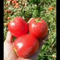 فروش انواع نشا میناب رودان کهورستان|خدمات باغبانی و درختکاری|بندرعباس, |دیوار