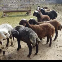 بره چاق پروار شده