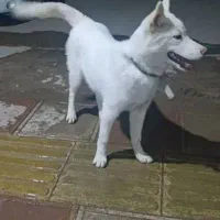 سگ هاسکی سامویید