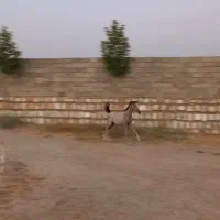 کره مادیان عرب ۵ماهه.مدرک دار