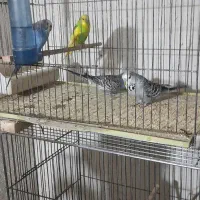 ۴عدد قفس بزرگ ۸عدد جوجه پران|پرنده|تبریز, |دیوار