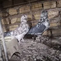 کفتر|پرنده|یزد, |دیوار