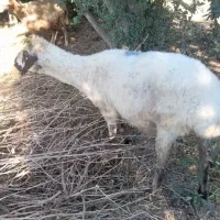 گوسفند|حیوانات مزرعه|گمیشان, |دیوار