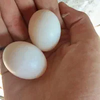 کبوتر پرشی|پرنده|رستم‌آباد, |دیوار