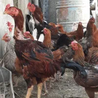 مرغ و خروس محلّی
