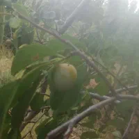 فروش باغ انگور ی وگردو