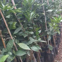 نهال خونی تاراکو|گل و گیاه طبیعی|قائمشهر, |دیوار