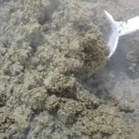 سبزی رامهرمز|خوردنی و آشامیدنی|تهران, ازگل|دیوار