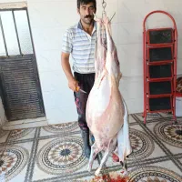 لاشه گوشت گوسفندی