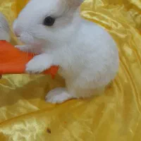بچه خرگوش فروشی