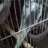 جفت عروس پاریس ۵ تخمه با قفس|پرنده|رامهرمز, |دیوار