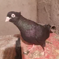 زاغ|پرنده|مسجد سلیمان, |دیوار