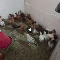 مرغ خروس