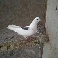 کبوتر خاک اره جعبه موزی|پرنده|زابل, |دیوار