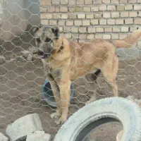 واگذار دوتا توله سگ نر سرابی اصل اصل|سگ|داراب, |دیوار