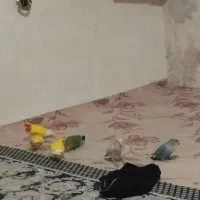 طوطی مولود به شرط تخم گذار