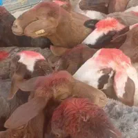 میش بره