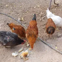 دو عدد مرغ و یک خروس دو جوجه|حیوانات مزرعه|اسفراین, |دیوار