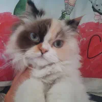 خانم جهت جوابگویی تلفن نیازمندیم