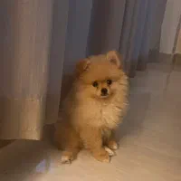 واگذاری سگ پامر ۴ ماهه