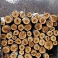 هرس درخت وخرید چوب