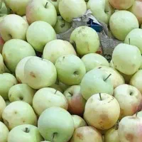 میوه های فصلی، چیدن