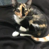 واگذاری گربه عزیزمون نمک